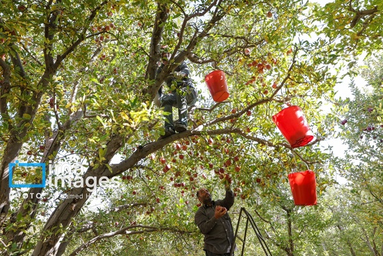 گزارش تصویری | دوازدهمین جشنواره سیب مراغه