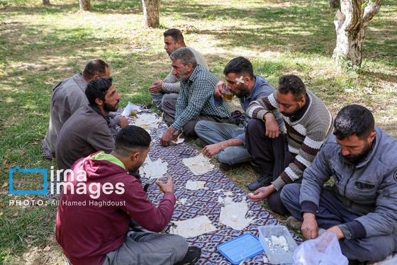 گزارش تصویری | دوازدهمین جشنواره سیب مراغه