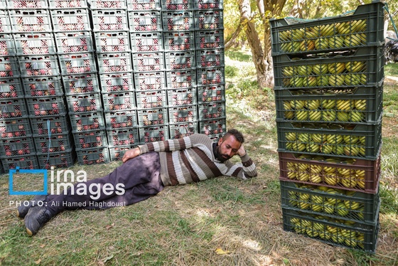 گزارش تصویری | دوازدهمین جشنواره سیب مراغه