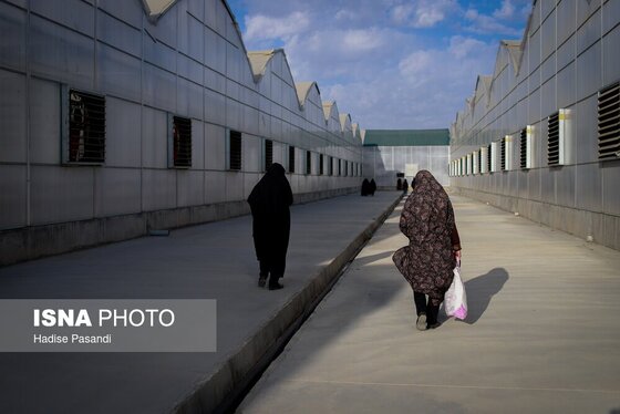 گزارش تصویری | تولید برای محرومیت زدایی؛ گلخانه توت‌فرنگی چناران