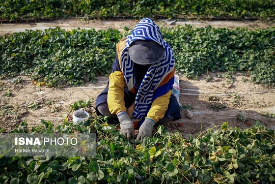 گزارش تصویری | تولید برای محرومیت زدایی؛ گلخانه توت‌فرنگی چناران