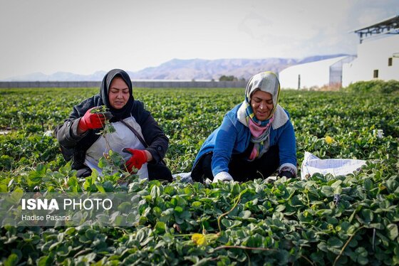 گزارش تصویری | تولید برای محرومیت زدایی؛ گلخانه توت‌فرنگی چناران