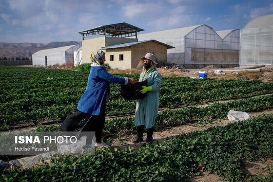 گزارش تصویری | تولید برای محرومیت زدایی؛ گلخانه توت‌فرنگی چناران