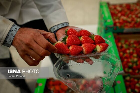گزارش تصویری | تولید برای محرومیت زدایی؛ گلخانه توت‌فرنگی چناران