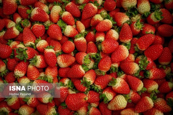 گزارش تصویری | تولید برای محرومیت زدایی؛ گلخانه توت‌فرنگی چناران
