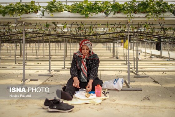 گزارش تصویری | تولید برای محرومیت زدایی؛ گلخانه توت‌فرنگی چناران