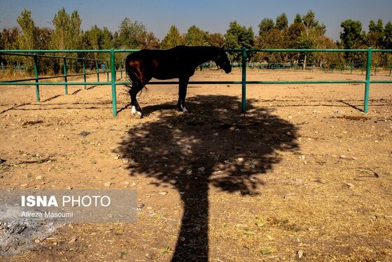گزارش تصویری | هفته پانزدهم لیگ ملی چوگان ایران