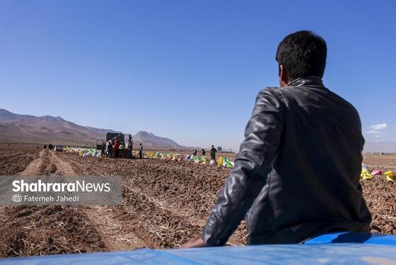 گزارش تصویری | برداشت سیب زمینی از مزارع کشاورزی فیروزکوه