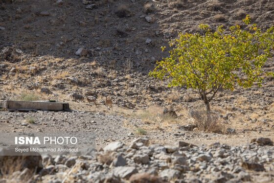 گزارش تصویری | محیط‌بانان پارک ملی تندوره