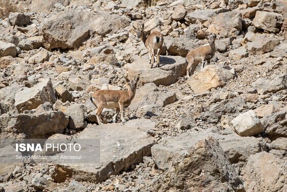 گزارش تصویری | محیط‌بانان پارک ملی تندوره
