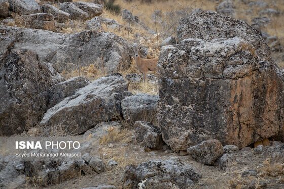 گزارش تصویری | محیط‌بانان پارک ملی تندوره
