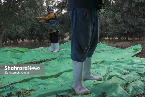 گزارش تصویری | برداشت زیتون در باغ‌های حاجیکلاته شهرستان علی‌آباد کتول