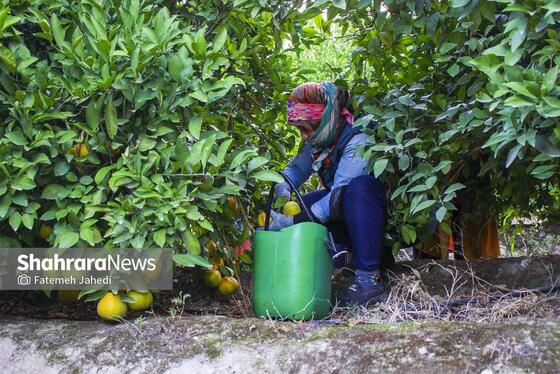 گزارش تصویری | برداشت نارنگی از باغات هاشم‌آباد گرگان