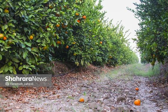 گزارش تصویری | برداشت نارنگی از باغات هاشم‌آباد گرگان