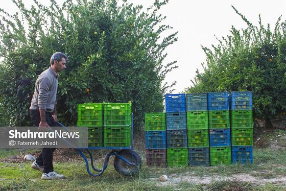 گزارش تصویری | برداشت نارنگی از باغات هاشم‌آباد گرگان