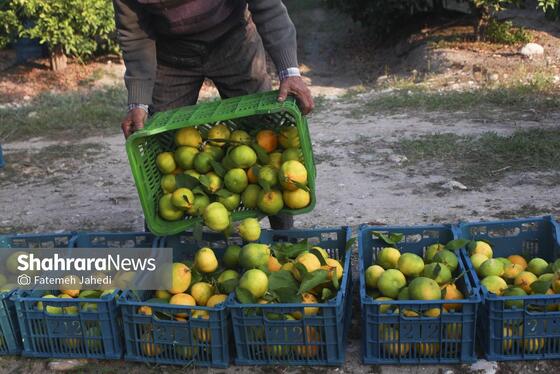 گزارش تصویری | برداشت نارنگی از باغات هاشم‌آباد گرگان