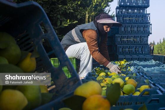 گزارش تصویری | برداشت نارنگی از باغات هاشم‌آباد گرگان