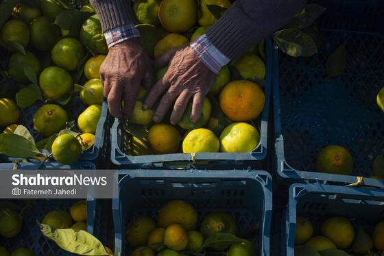 گزارش تصویری | برداشت نارنگی از باغات هاشم‌آباد گرگان