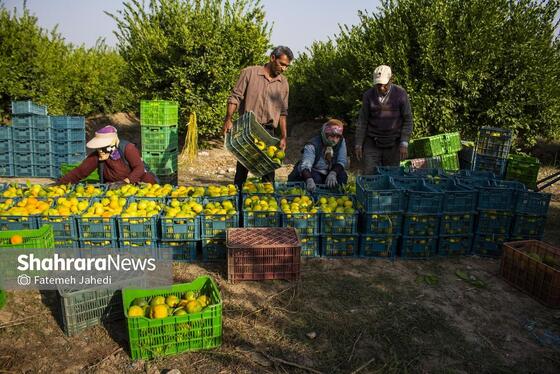 گزارش تصویری | برداشت نارنگی از باغات هاشم‌آباد گرگان