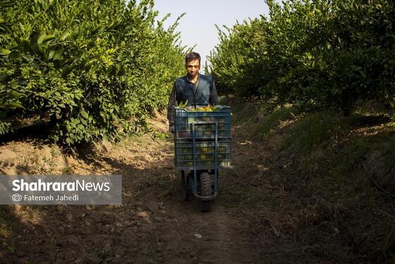 گزارش تصویری | برداشت نارنگی از باغات هاشم‌آباد گرگان