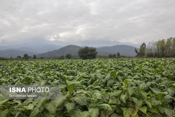 گزارش تصویری | برداشت توتون در گلستان