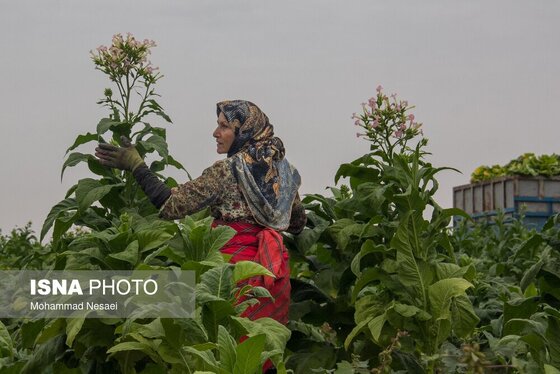 گزارش تصویری | برداشت توتون در گلستان