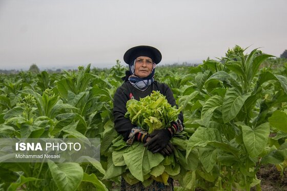 گزارش تصویری | برداشت توتون در گلستان