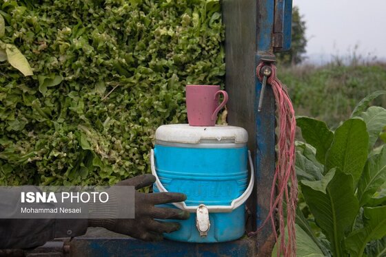 گزارش تصویری | برداشت توتون در گلستان
