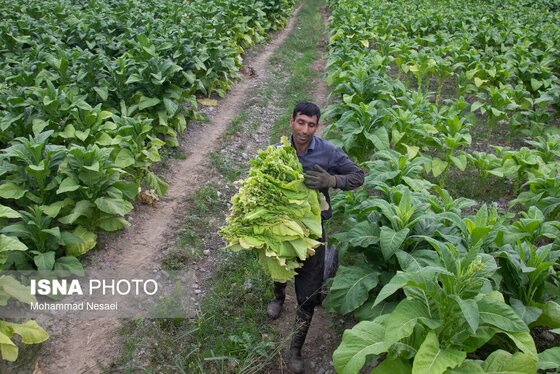 گزارش تصویری | برداشت توتون در گلستان