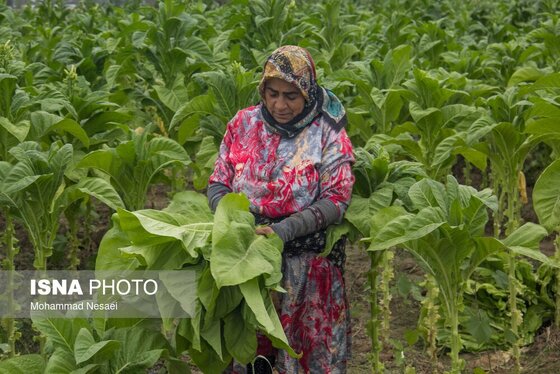 گزارش تصویری | برداشت توتون در گلستان