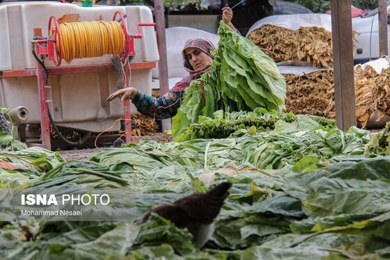 گزارش تصویری | برداشت توتون در گلستان