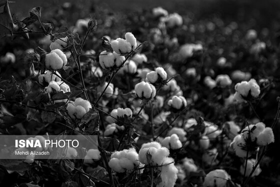 گزارش تصویری | برداشت پنبه در خراسان شمالی