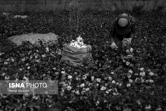 گزارش تصویری | برداشت پنبه در خراسان شمالی