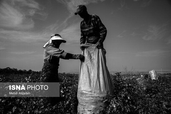 گزارش تصویری | برداشت پنبه در خراسان شمالی