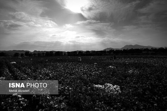 گزارش تصویری | برداشت پنبه در خراسان شمالی