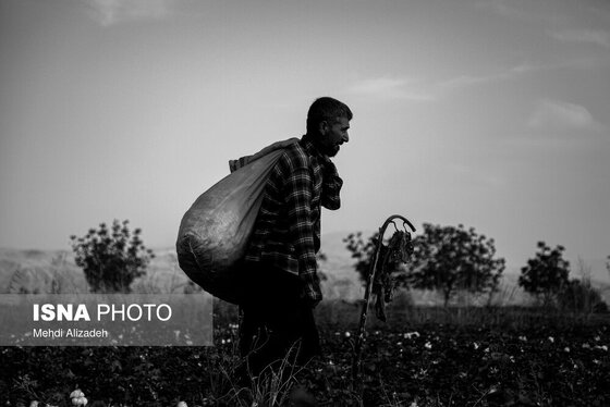 گزارش تصویری | برداشت پنبه در خراسان شمالی