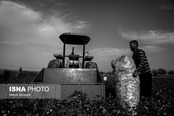 گزارش تصویری | برداشت پنبه در خراسان شمالی