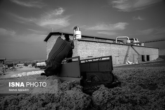 گزارش تصویری | برداشت پنبه در خراسان شمالی