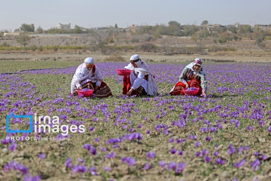 ایران زیباست | برداشت زعفران از مزارع «فاروج»
