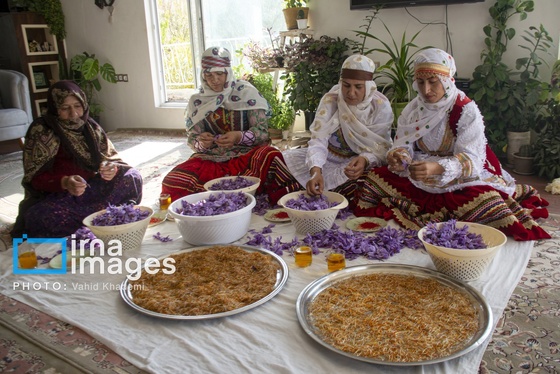 ایران زیباست | برداشت زعفران از مزارع «فاروج»