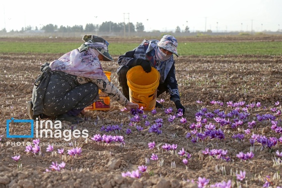 ایران زیباست | برداشت زعفران از مزارع «فاروج»