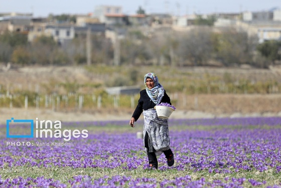 ایران زیباست | برداشت زعفران از مزارع «فاروج»