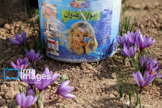 ایران زیباست | برداشت زعفران از مزارع «فاروج»