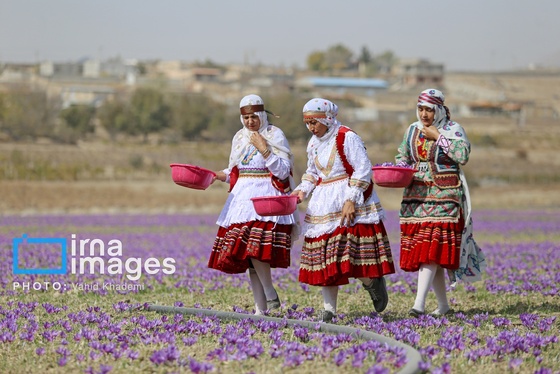 ایران زیباست | برداشت زعفران از مزارع «فاروج»