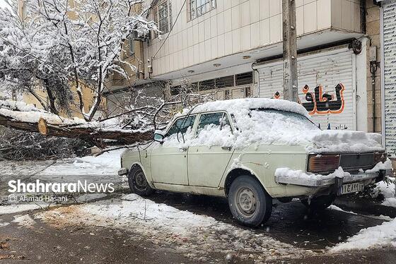 گزارش تصویری | شکستگی درختان در مشهد بر اثر بارش برف