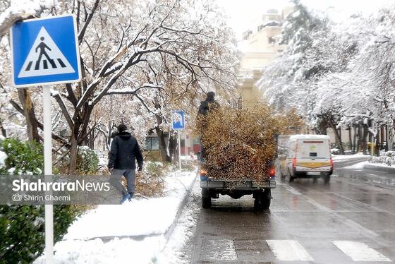 گزارش تصویری | شکستگی درختان در مشهد بر اثر بارش برف