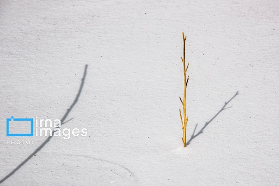گزارش تصویری | سایه سفید