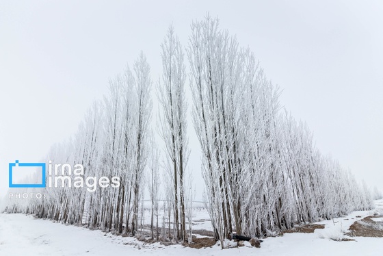 گزارش تصویری | سایه سفید