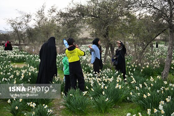 گزارش تصویری | هشتمین جشنواره گل نرگس - کازرون