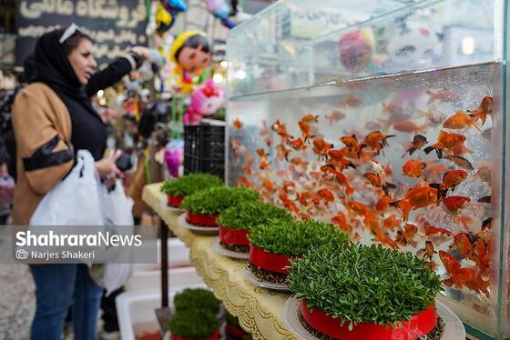 گزارش تصویری | حال‌وهوای بازار گل و گیاه مشهد در آستانه نوروز ۱۴۰۵